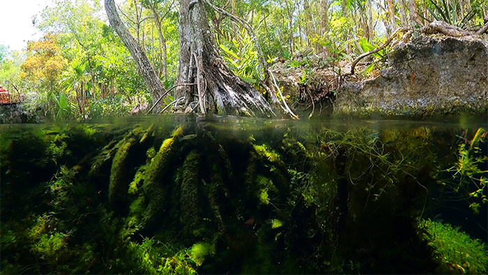 Cenote Jardin Del Eden (Cenote Poderosa, Cenote Garden of Eden) - Lol