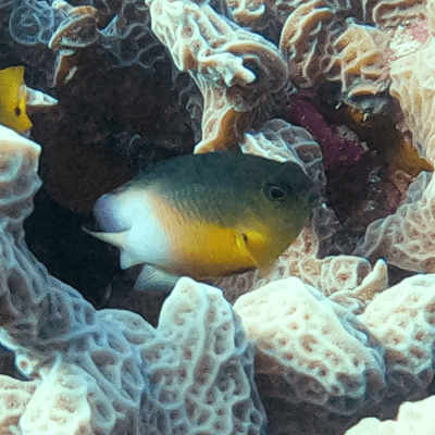 bicolor damselfish, stegastes partitus