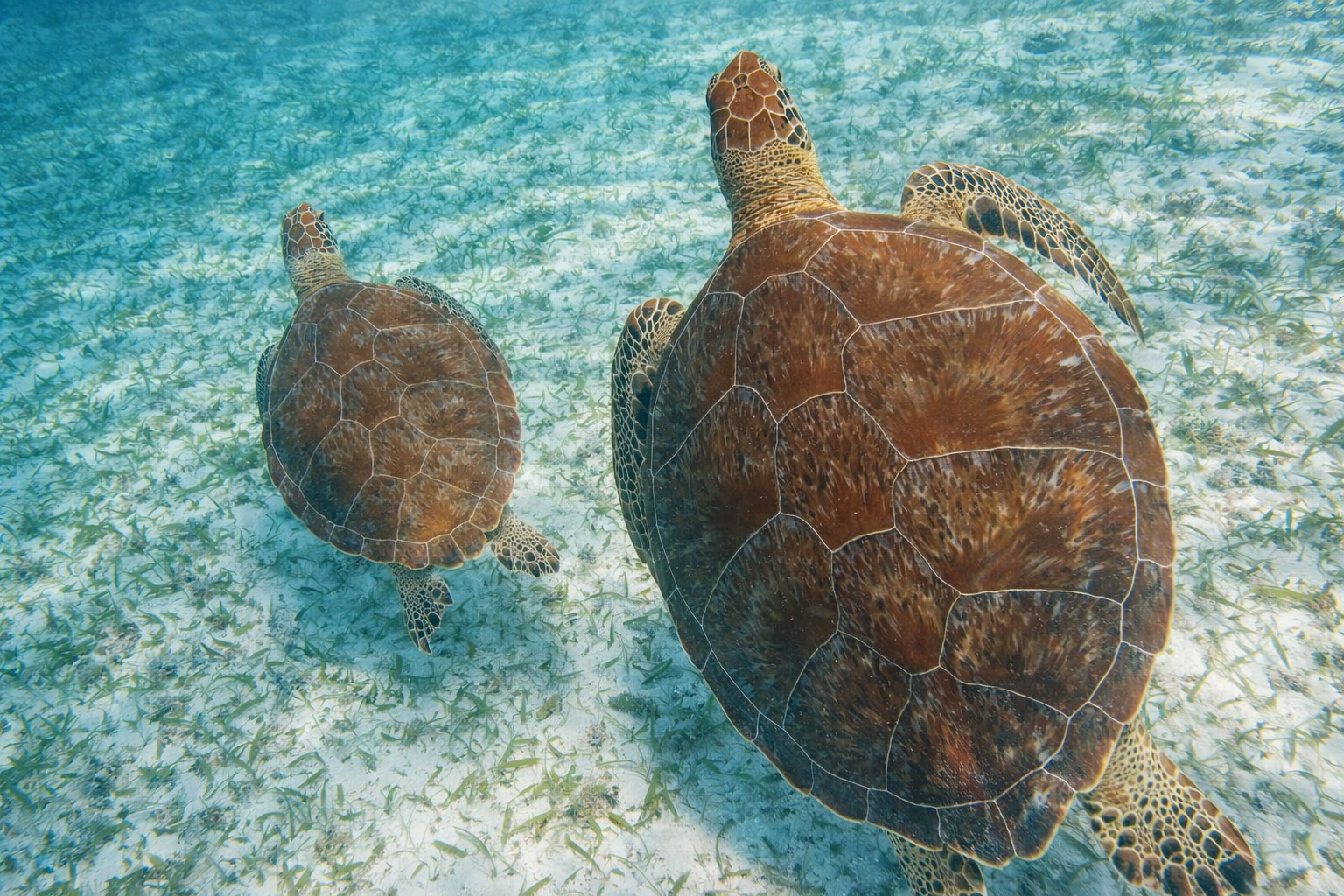 Akumal Bay sea turtles