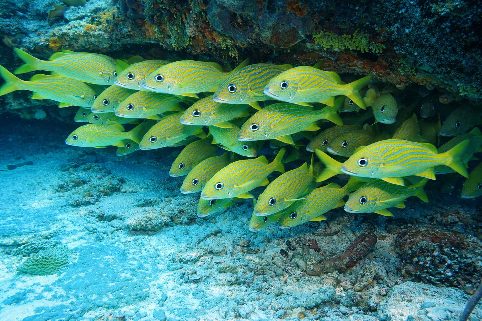 Cozumel Reefs National Marine Park