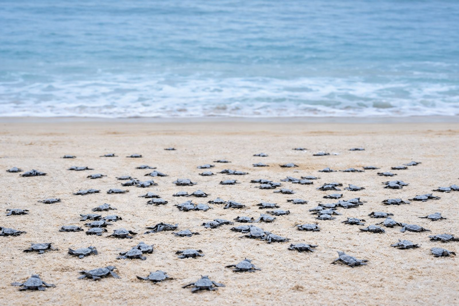 Xcacel-Xcacelito Turtle Sanctuary