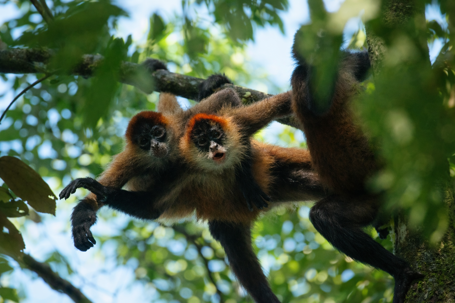 Punta Laguna Spider Monkey Reserve