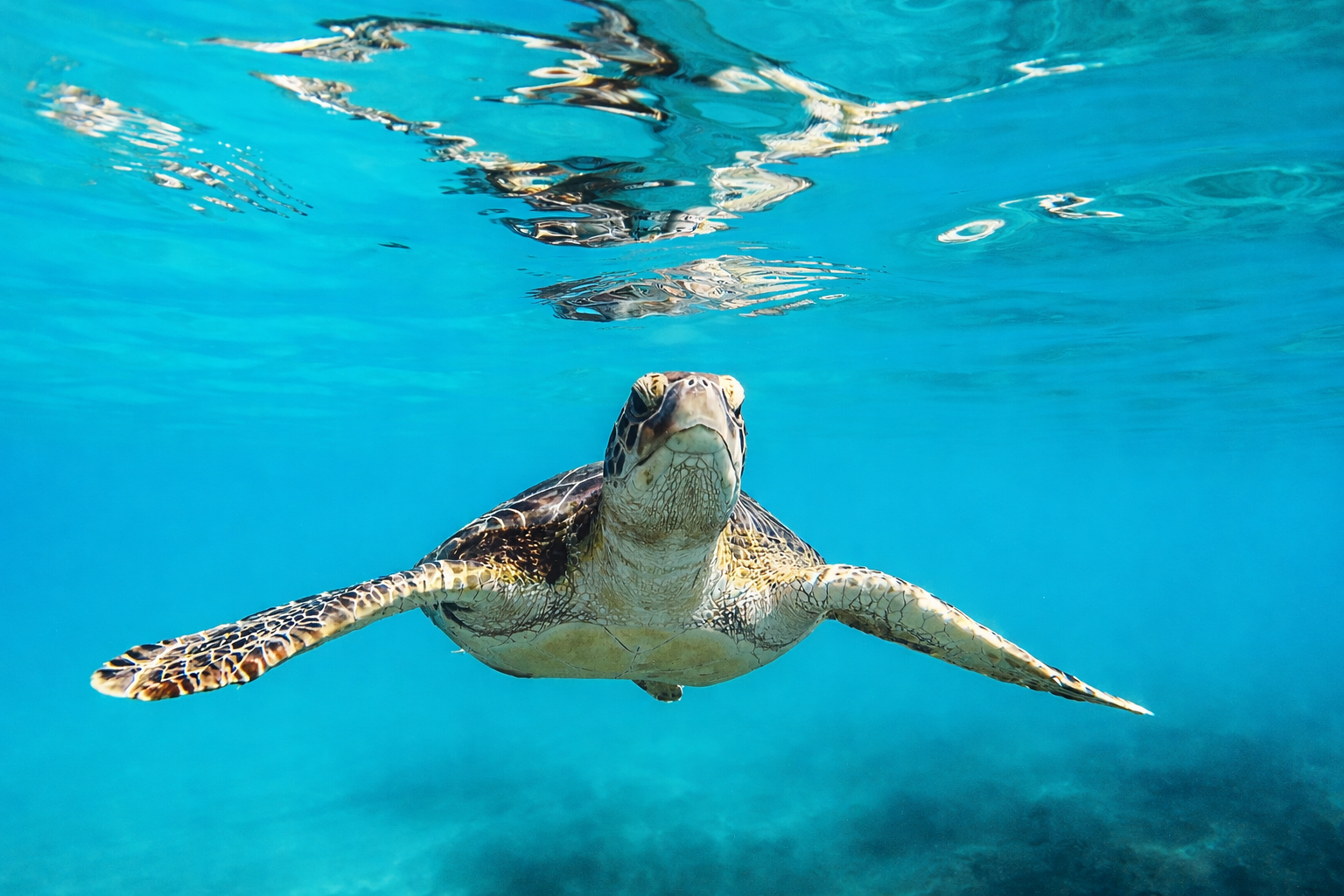 Half Moon Bay turtle snorkelling