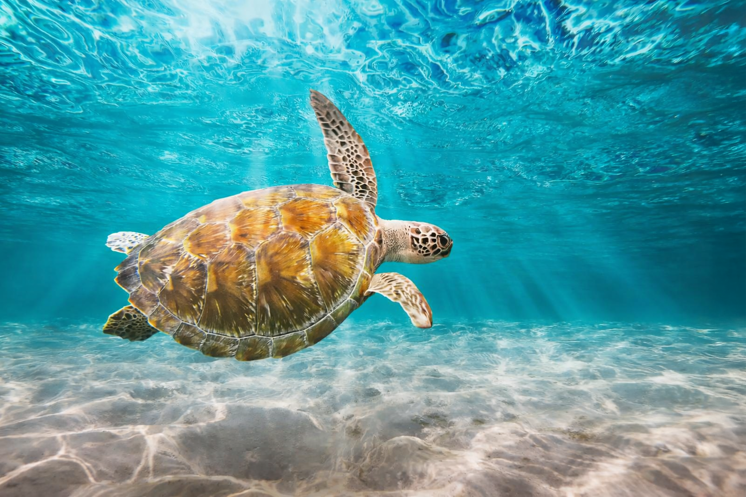 Akumal Bay sea turtles