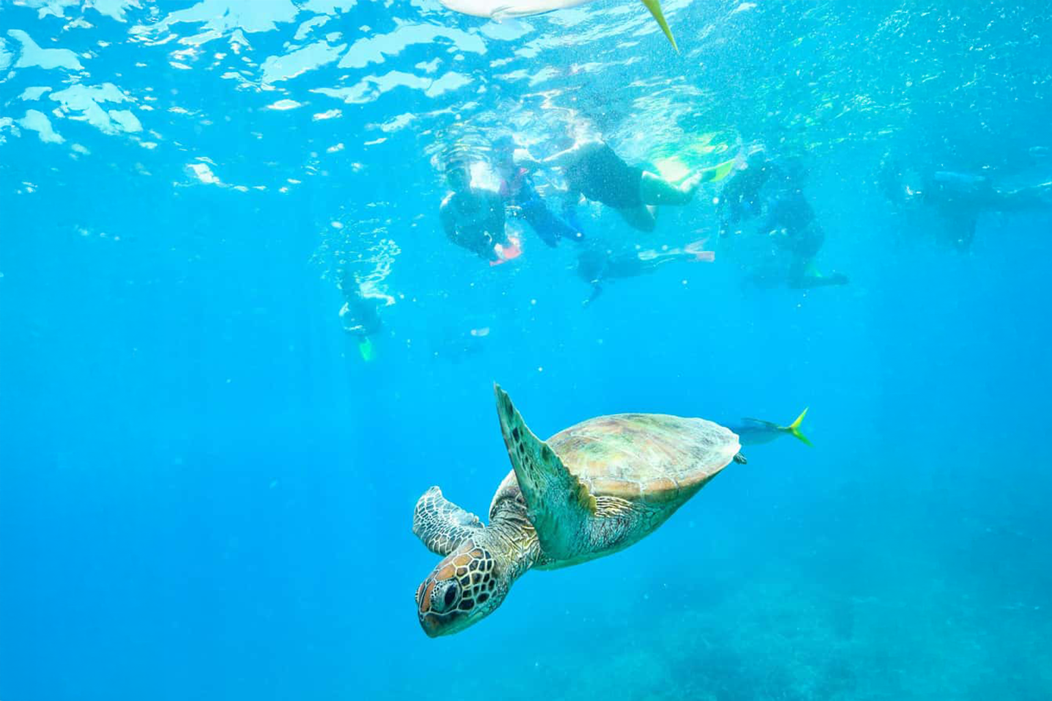 Xel-Ha turtle experience