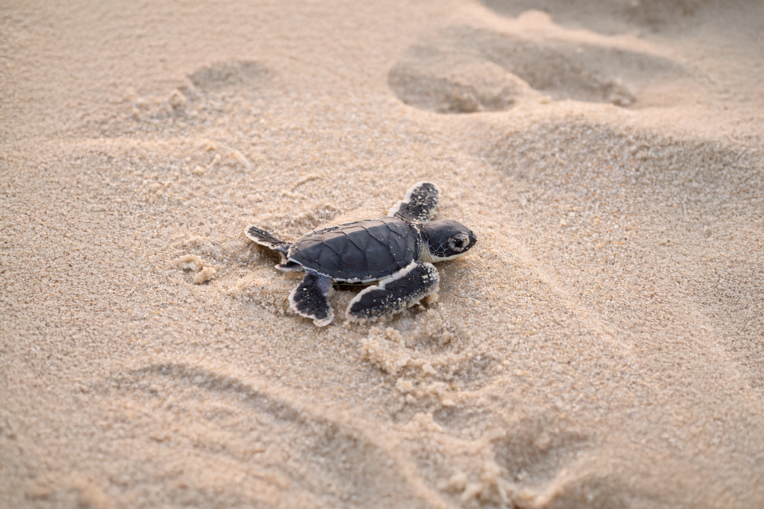 Centro Ecologico Akumal turtle conservation