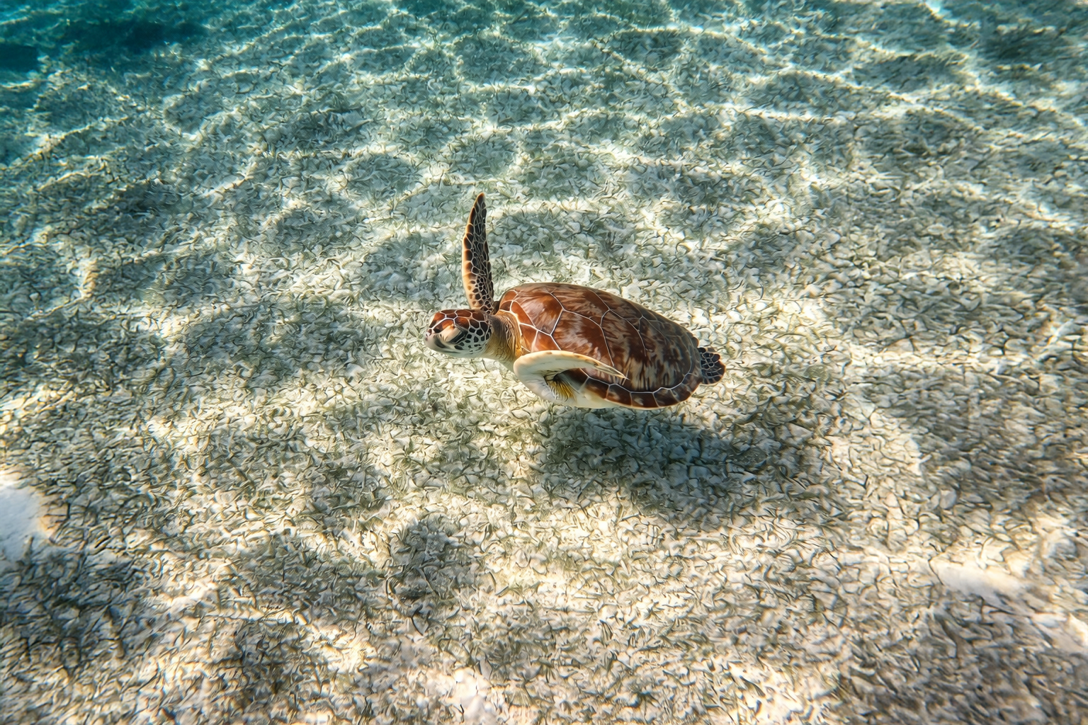 Yal-Ku Lagoon turtle experience